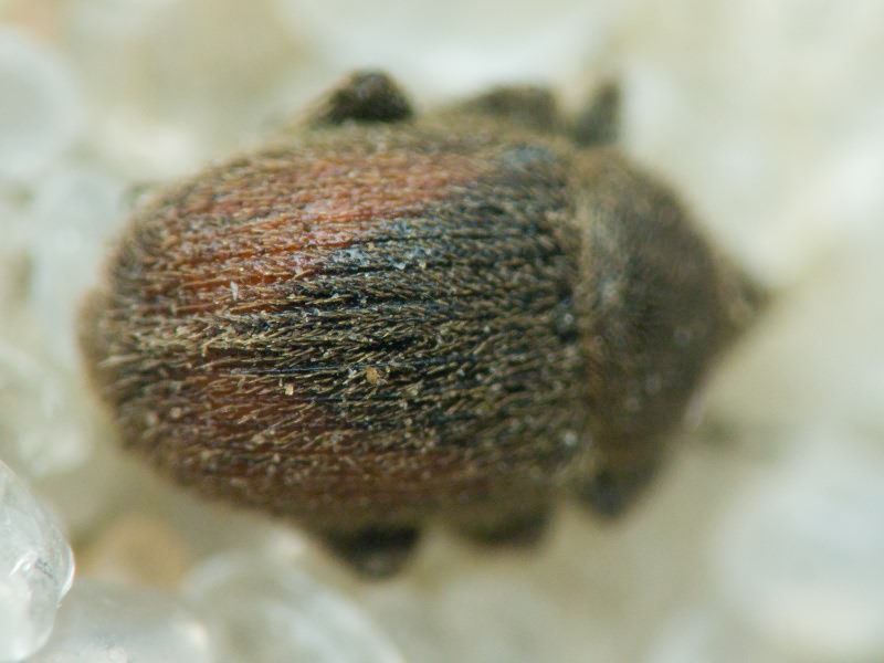 Rhinusa Stephens, 1831